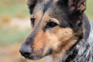 banned dog breeds insurance