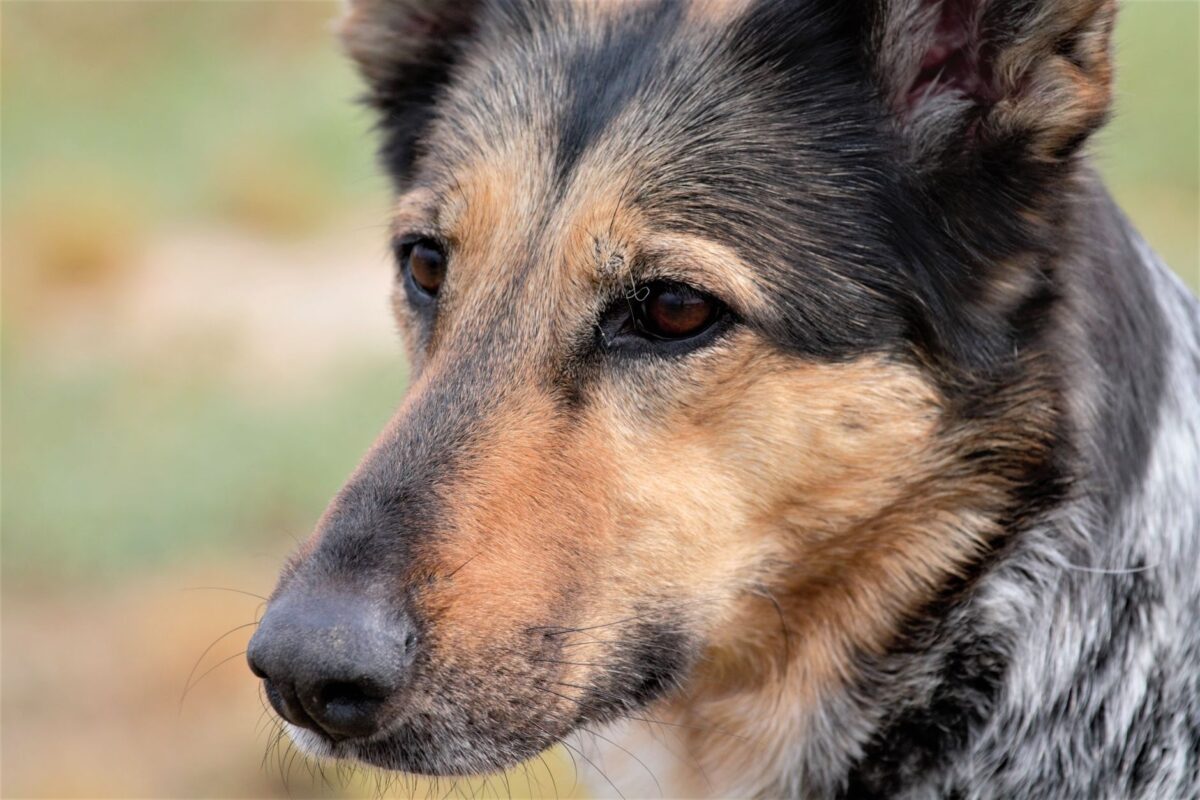 banned dog breeds insurance