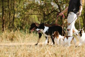 canine liability insurance