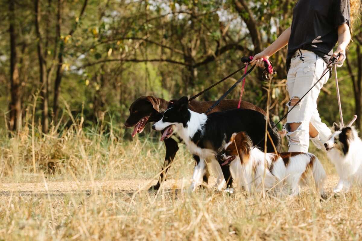 canine liability insurance