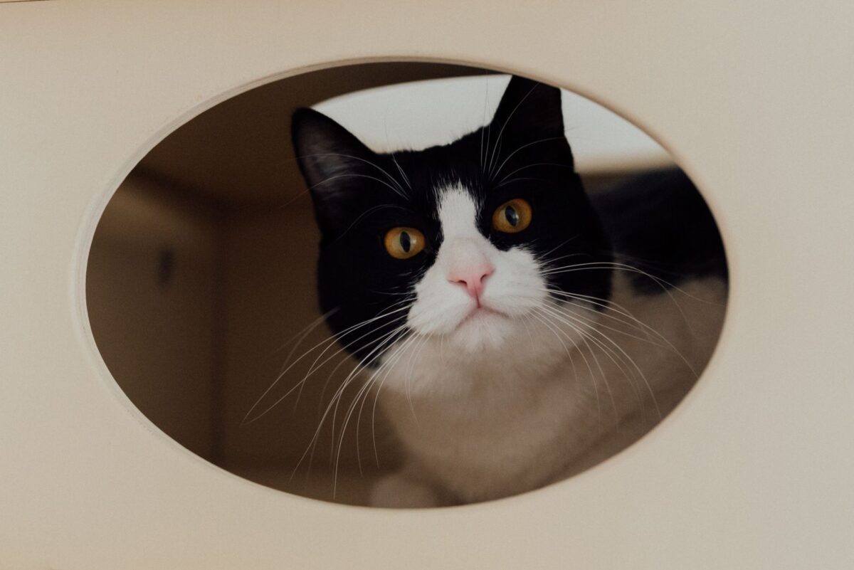 cat bite liability insurance