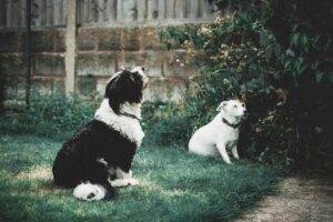 does homeowners insurance cover dog bites