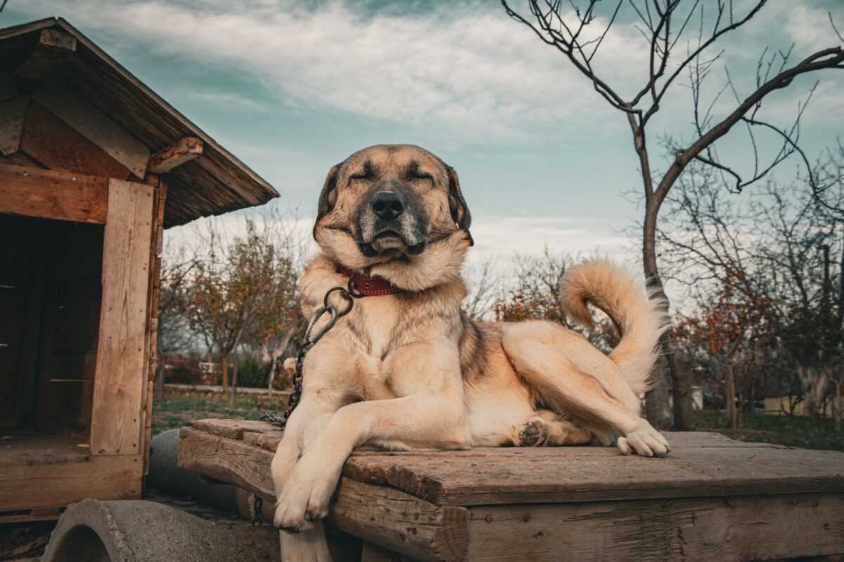 dog breed restrictions insurance