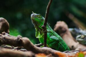 exotic pet liability insurance