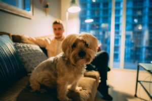 landlord liability tenant dog