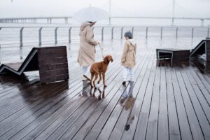 umbrella insurance for dog owners