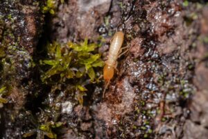 termite pest damage